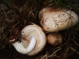 Agaricus subrufescens image