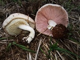 Agaricus subrufescens image