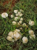 Chlorophyllum hortense image