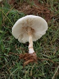 Chlorophyllum hortense image