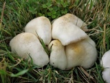Chlorophyllum hortense image