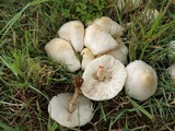 Chlorophyllum hortense image