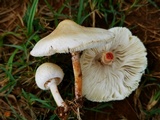 Chlorophyllum hortense image