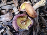 Gymnopilus dilepis image