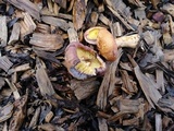 Gymnopilus dilepis image