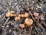 Gymnopilus dilepis image
