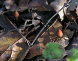 Mycena californiensis image