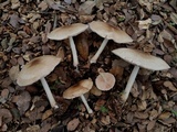 Pluteus petasatus image