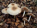 Pluteus petasatus image