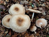 Pluteus petasatus image
