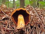 Cortinarius semisanguineus image