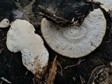 Trametes lactinea image