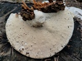 Trametes lactinea image
