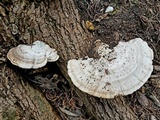 Trametes lactinea image