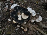 Trametes lactinea image