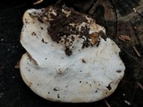 Trametes lactinea image