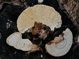 Trametes lactinea image