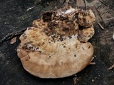 Trametes lactinea image