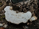 Trametes lactinea image