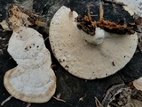 Trametes lactinea image