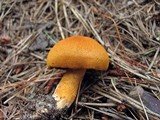 Cortinarius semisanguineus image