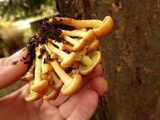 Pholiota spumosa image