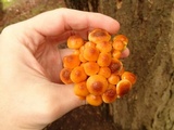 Pholiota spumosa image