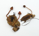 Mycena californiensis image