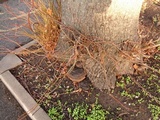 Ganoderma adspersum image