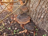 Ganoderma adspersum image