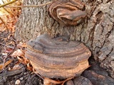 Ganoderma adspersum image