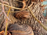 Ganoderma adspersum image