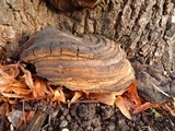 Ganoderma adspersum image