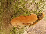 Fuscoporia torulosa image