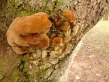 Fuscoporia torulosa image