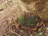 Fuscoporia torulosa image