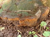 Fuscoporia torulosa image