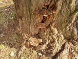 Ganoderma adspersum image