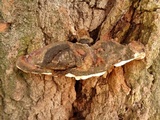 Ganoderma adspersum image
