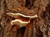Ganoderma adspersum image