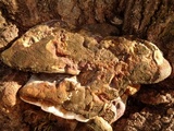 Ganoderma adspersum image