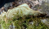 Trametes hirsuta image