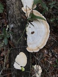 Trametes lactinea image