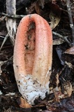 Clathrus columnatus image
