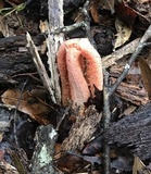 Clathrus columnatus image