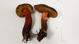 Xerocomellus diffractus image