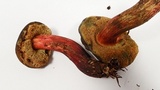 Xerocomellus diffractus image