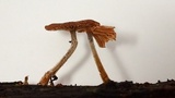 Gymnopus villosipes image