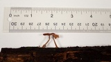 Gymnopus villosipes image