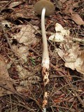 Xerula furfuracea image